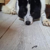HERA ist das ideale Familienmitglied, Hündin zur Adoption