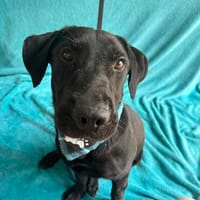 Jeffres-Lebensfroher Wirbelwind auf der Suche nach seinem Zu, Hund zur Adoption