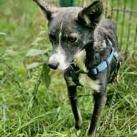 Salome - ruhiger Hund, Hund zur Adoption