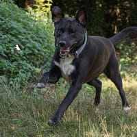 BANDY - verschmust & kinderlieb, Hund zur Adoption