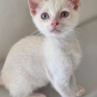 Kleiner Olaf sucht Dich, Kater zur Adoption