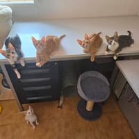 Kleiner Olaf sucht Dich, Kater zur Adoption