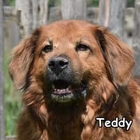 TEDDY, Hund zur Adoption