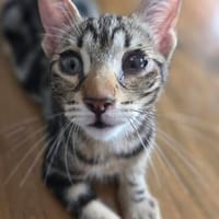 Simon sucht Dich (Bengalmix), Kater zur Adoption