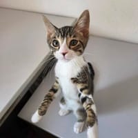 Lotto sucht Dich, Kater zur Adoption