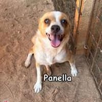 PANELLA, Hündin zur Adoption