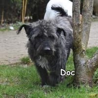 Doc, Hund zur Adoption