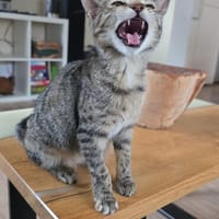 Monica, bildhübsche Kätzin geb. 03/2026, Katze zur Adoption