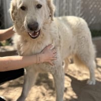 Bihar -Großer Kuschelbär sucht sein, Hund zur Adoption