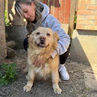 Alfréd-Freundlicher Schatz, Hund zur Adoption