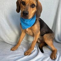 Rowan -Hübscher Hundebub sucht seine Familie!, Hund zur Adoption