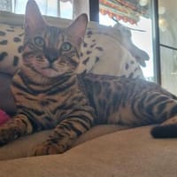 Bengalkater Anton sucht ein neues Zuhause, Kater zur Adoption