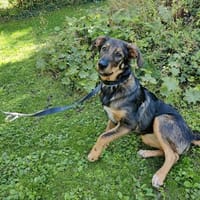 Verschmuste DASHA in 65597 Hünfelden, Hündin zur Adoption