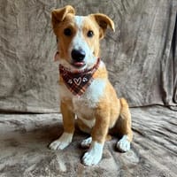 Kai -Kleiner Charmeur sucht seine Für-immer-Familie, Hund zur Adoption