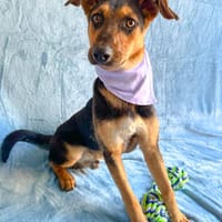 Michel -Kleiner Wirbelwind mit großem Herzen, Hund zur Adoption