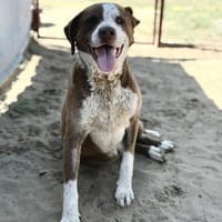 Marcello-Sensibler Schatz sucht liebevol, Hund zur Adoption