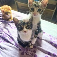 Margarita, Kater zur Adoption