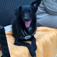 Ace such seine Herzensmenschen..., Hund zur Adoption