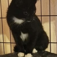 Vincent - der kleine Raufbold, Kater zur Adoption