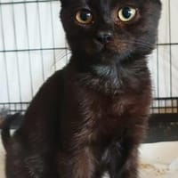 Baghira - ein kleiner Rasenmäher, Kater zur Adoption