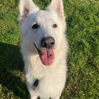 Butler, sensibel und menschenbezogen, Hund zur Adoption