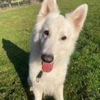 Butler, sensibel und menschenbezogen, Hund zur Adoption