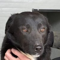 Taiyo der Ruhepol, Hund zur Adoption