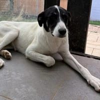 Aphrodite -  nach bewegten Start sucht sie ihr Zuhause, Hündin zur Adoption