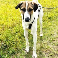 Jaro, Hund zur Adoption