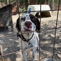 Bill, schöner Dalmatiner sucht neue Familie, Hund zur Adoption