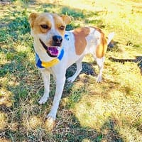 Traumhund Ginger sucht Körbchen, Hund zur Adoption