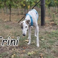 Trini möchte endlich zur Ruhe kommen..., Hündin zur Adoption