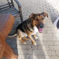 KALLE - ich kann schon viel und will weiter lernen, Hund zur Adoption