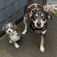 Ausgeglichener ruhiger Jack, Hund zur Adoption