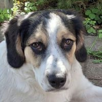 Pepi - darf ich Dein Schatten sein?, Hündin zur Adoption