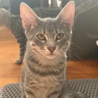 Adelaide & ihre fünf Tigerchen  Zuhause gesucht, Kater zur Adoption