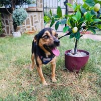 Bobby der gute Laune Hund, Hund zur Adoption