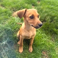 Ida ein Dackel Pinscher Mix Mädchen, Hündin zur Adoption