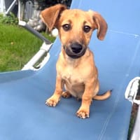 Rico ein kleiner Dackelmix, Hund zur Adoption