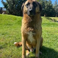 Tyson sucht sein Zuhause, Hund zur Adoption