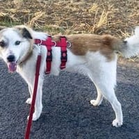 Dorian ist ein vorsichtiger Schatz!, Hund zur Adoption