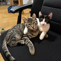Cheddi & Pecorino suchen gemeinsam ein Zuhause, Kater zur Adoption