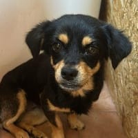 Georgia💕 liebe und sehr freundliche kleine Hündin., Hündin zur Adoption