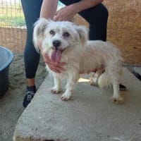 Kaya 28 cm (Pflegestelle), Hündin zur Adoption