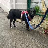 Danny💙 sucht ein neues Zuhause, Hund zur Adoption