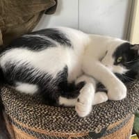 Felix sucht sein Für-Immer-Zuhause, Kater zur Adoption