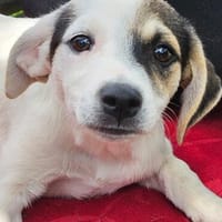 Pippa, Hündin zur Adoption