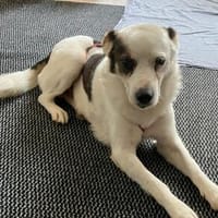 Willy💕rundum unkomplizierter Rüde, Hund zur Adoption