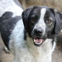 Johann ist so ein süßer und lieber Kerl!, Hund zur Adoption