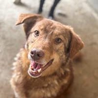 Nela sucht nach ihrem Glück 🐾, Hündin zur Adoption